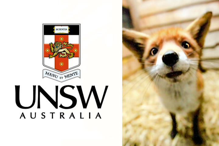 For fox sake: UNSW students rally around feisty fox
