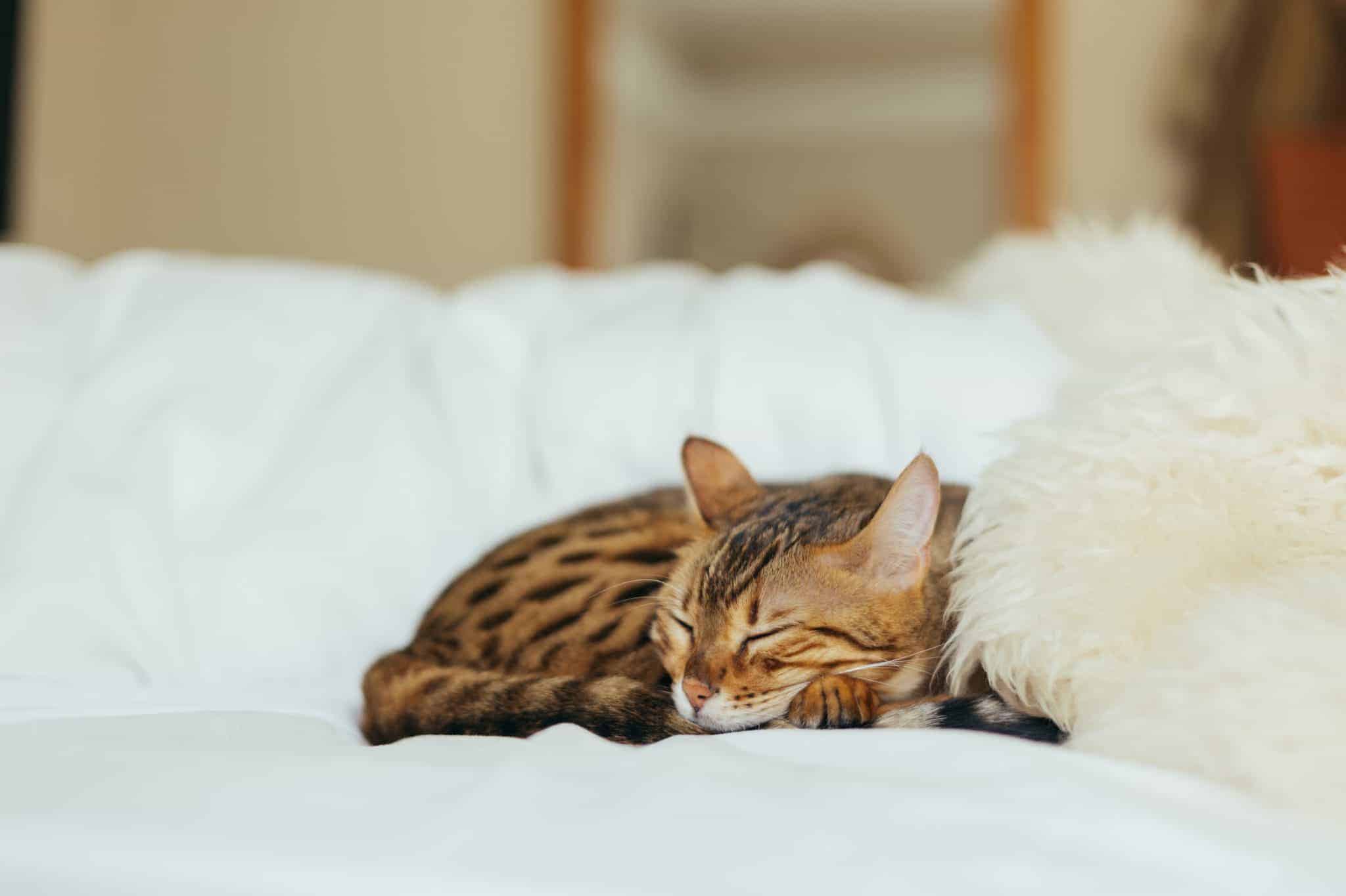 Best Adoption Centre – Cat Protection Society of NSW