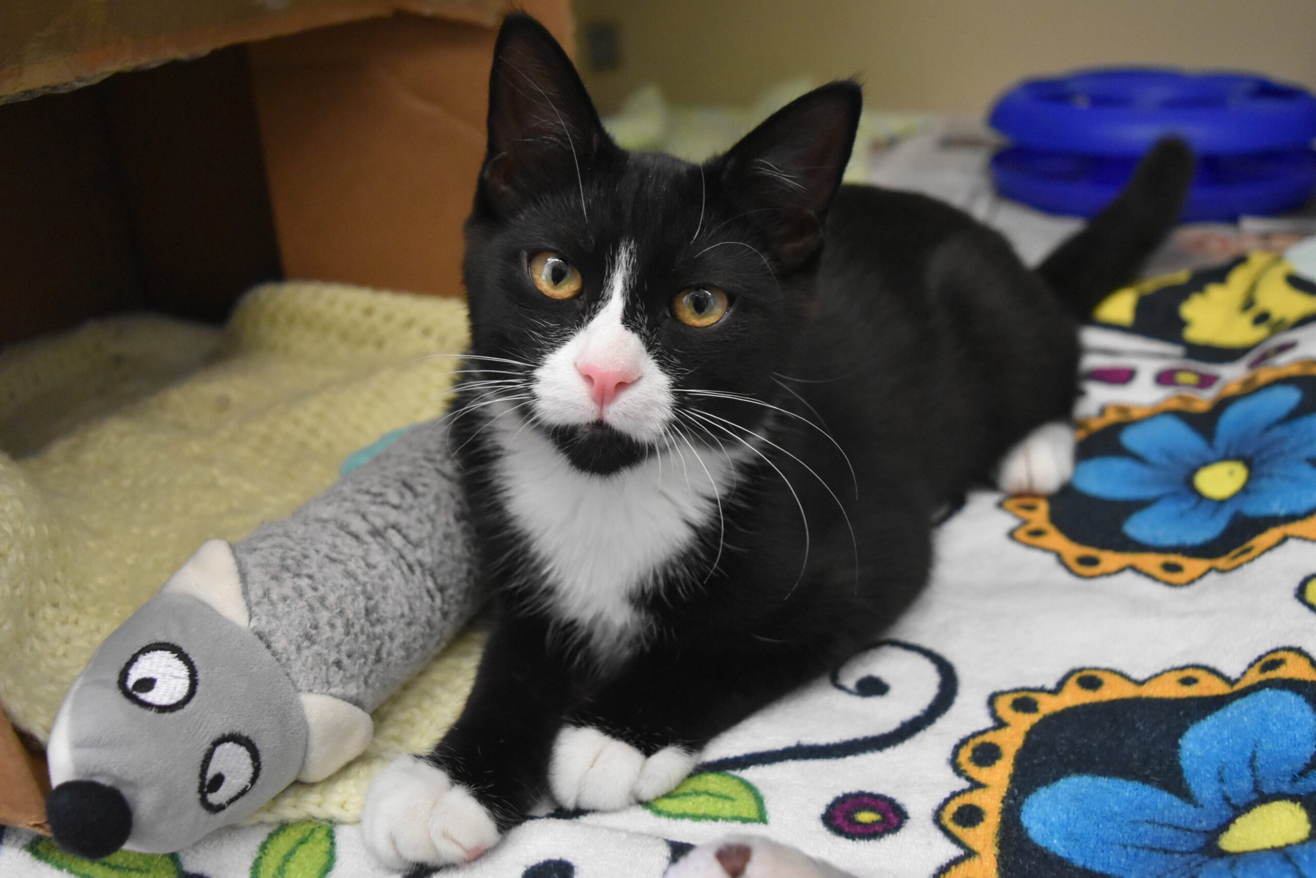 Strata amendment allows pets in apartments
