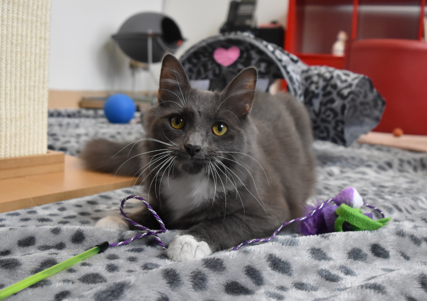 BEST CAT ADOPTION – Cat Protection Society