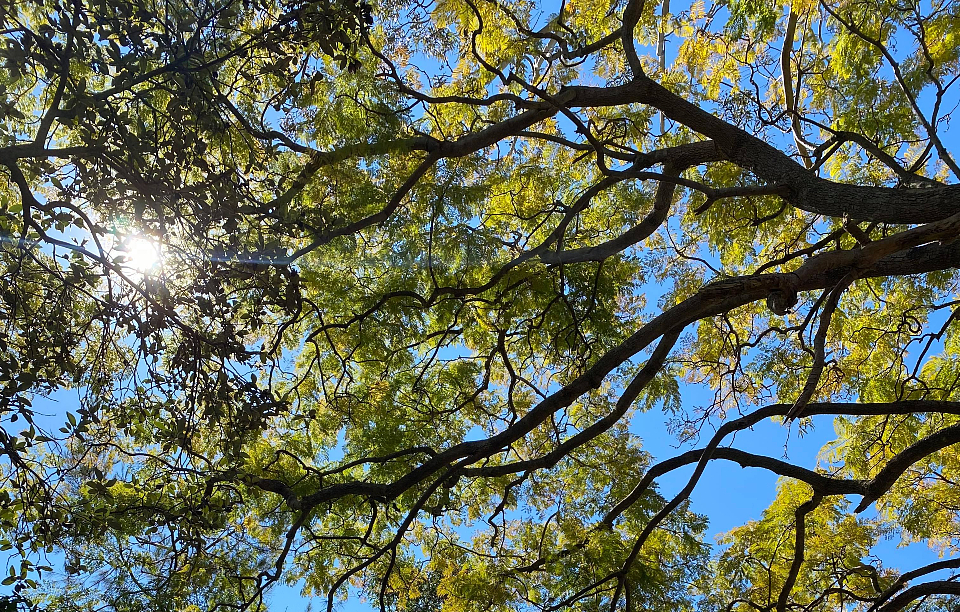 Inner West Council to trial micro forests as part of $2 million tree planting commitment