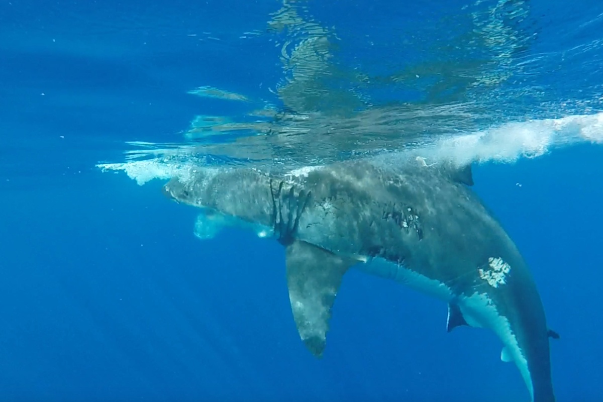 Waverley council could remove shark nets from key Sydney beaches