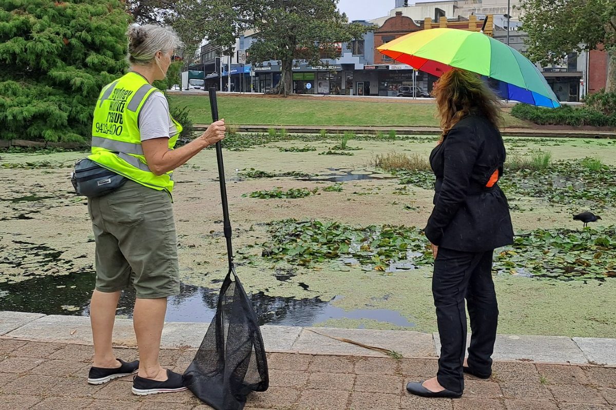 Duck deaths plague inner city park lake, no cause found yet