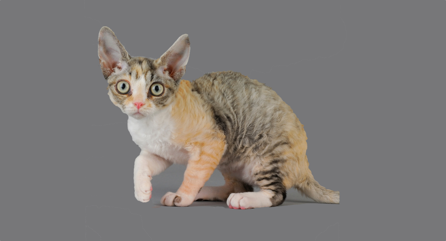 The cats are coming to town! Sydney Cat Lovers Festival