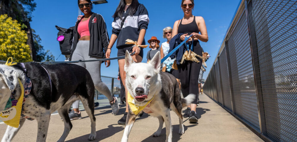 Annual Flynn’s Walk supports veterinarian mental health, as industry grapples with high suicide rates