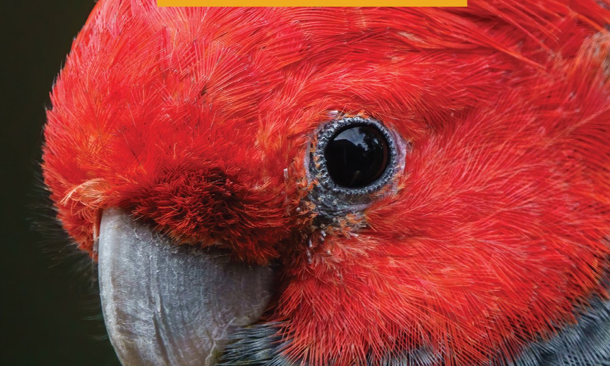 Getting to Know the Birds in Your Neighbourhood: A Field Guide by Darryl Jones