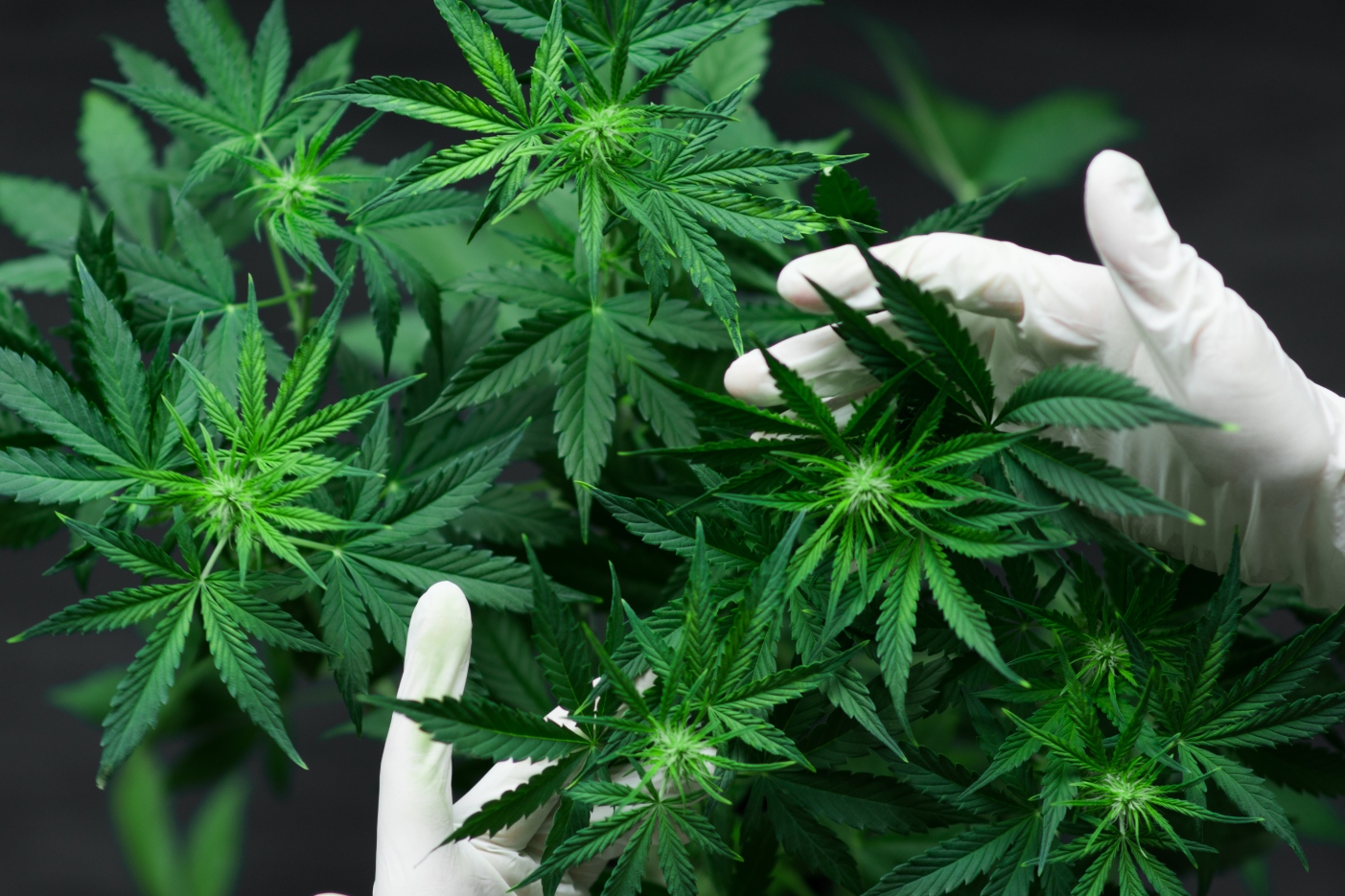 FEATURE: Sydney’s First Dispensary