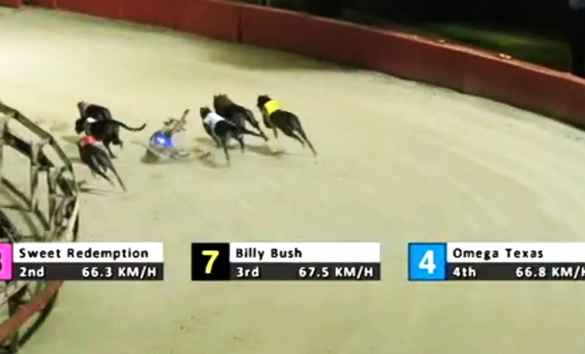 One greyhound killed and 11 injured while racing in Sydney’s inner west