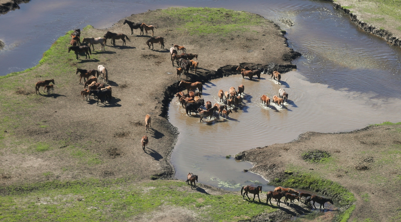 Calls for aerial shooting of wild horses in Kosciuszko National Park to stop