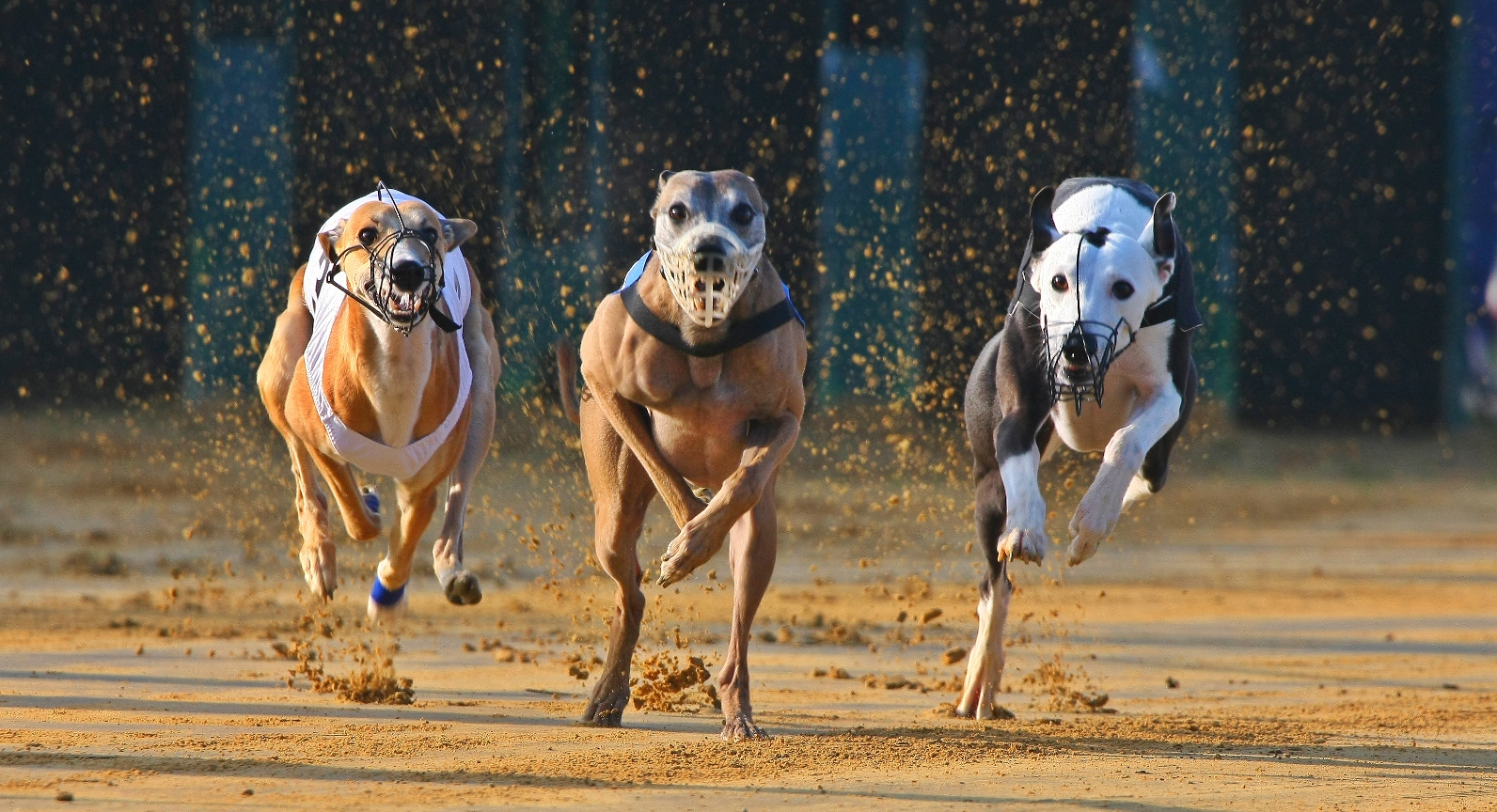 Sydney locals outraged after another horrific greyhound death at Wentworth Park