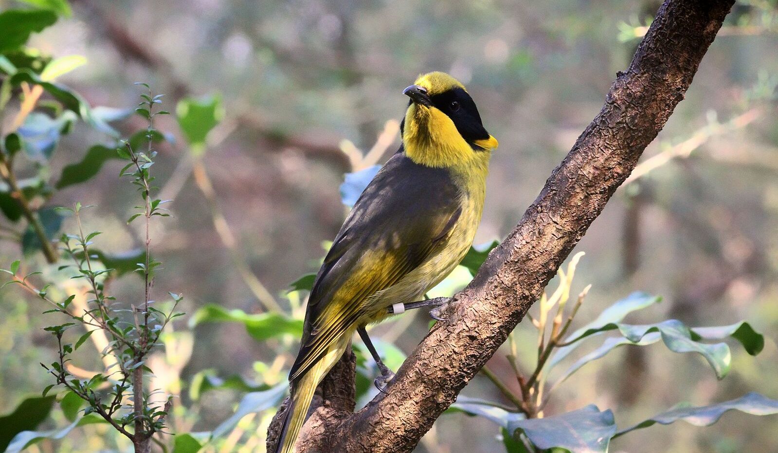 “Failed to deliver for nature”: NSW Budget neglects biodiversity, environmental advocates say