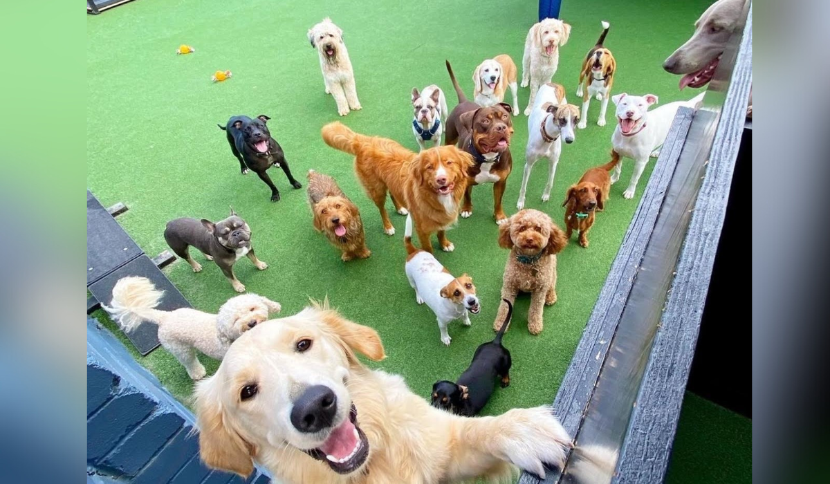 Ooohh Yeah Dog Care: A Hit with Dogs and Owners