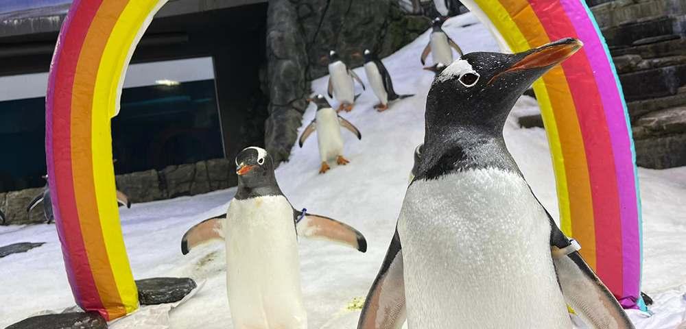 Sydney’s Beloved Gay Penguin Sphen Has Passed Away