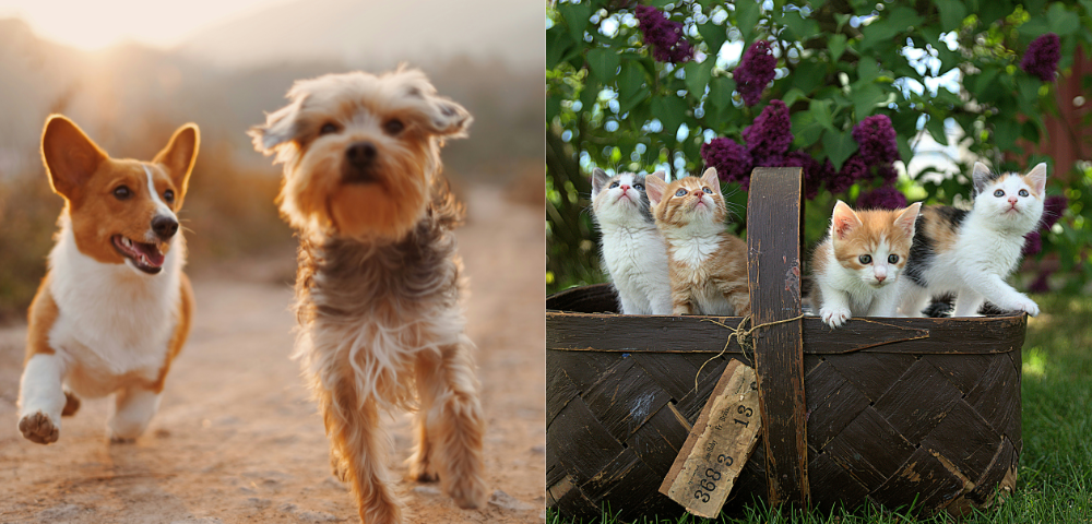 New Pet Ownership Rules In NSW: Microchip, Register And Desex Your Dogs And Cats