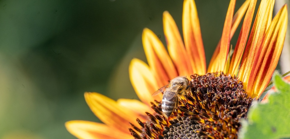 Hay Fever Alert: Sydney’s Allergy Season On The Rise