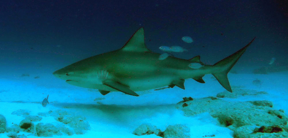 Sydney Zoo Under Fire After Bull Sharks Die in ‘Accidental Impact’
