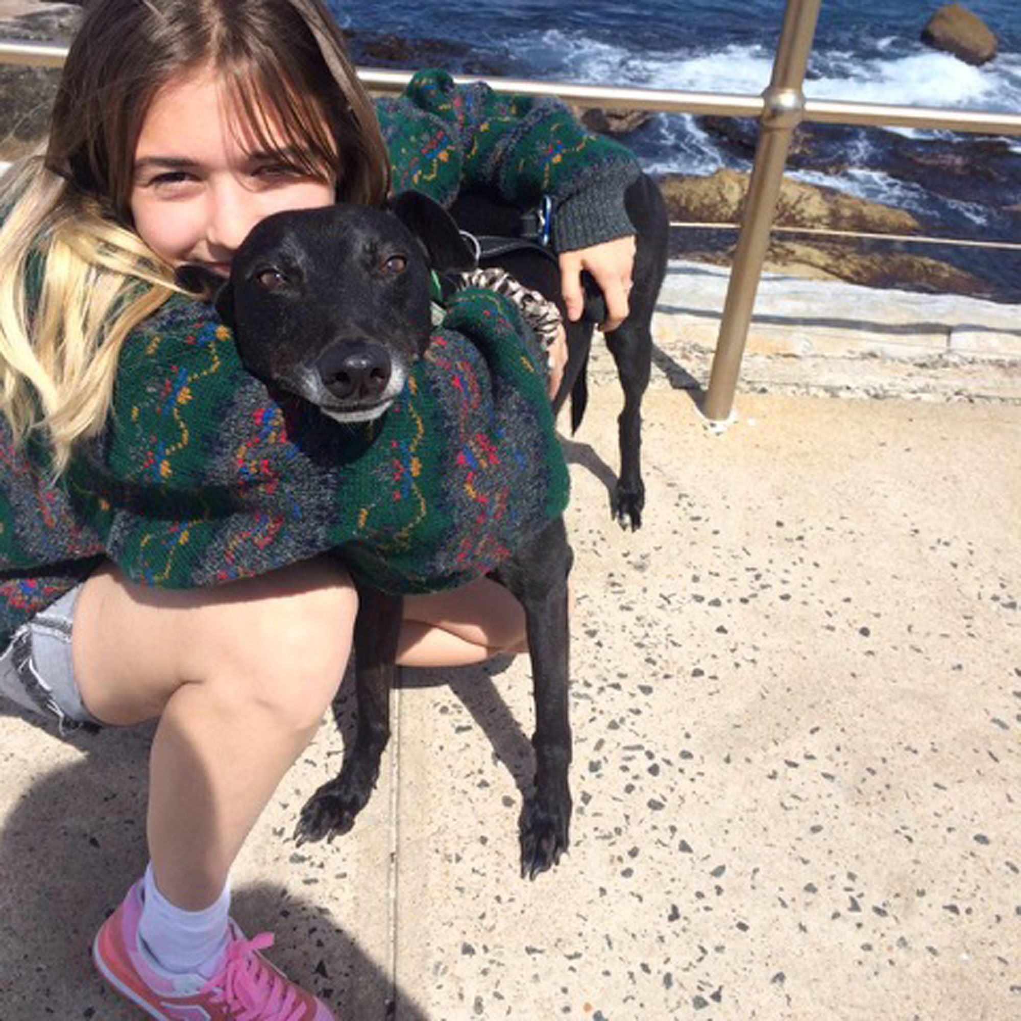 One year after the greyhound ban