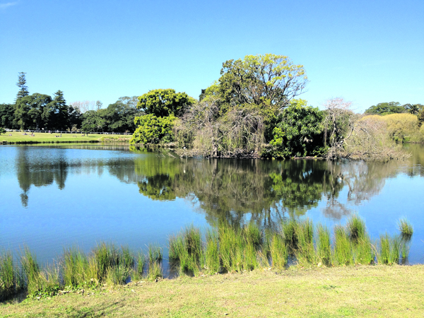 Pondering the pond’s purity