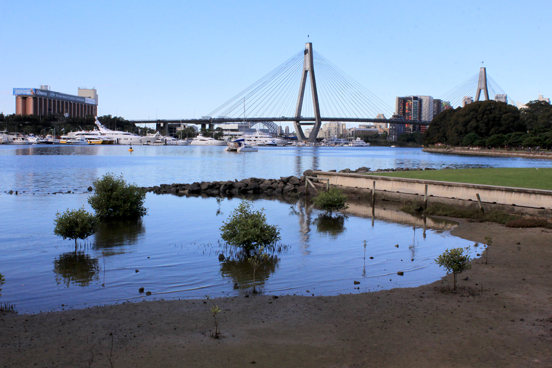 Body of 64-year-old missing Inner West man found in Rozelle Bay