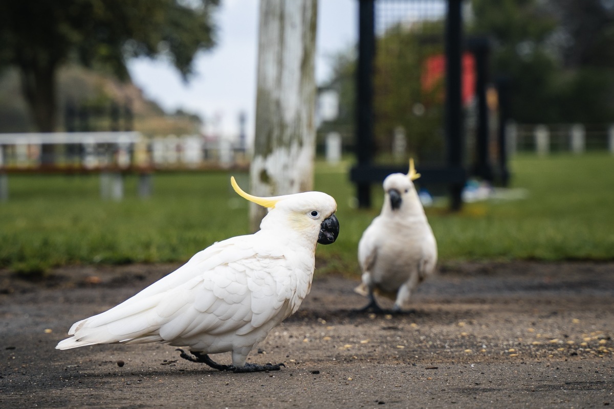 An urban wildlife refuge could soon be coming to Glebe