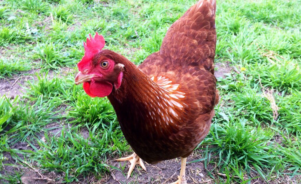 NSW Government rolls out biosecurity plan following bird flu outbreak