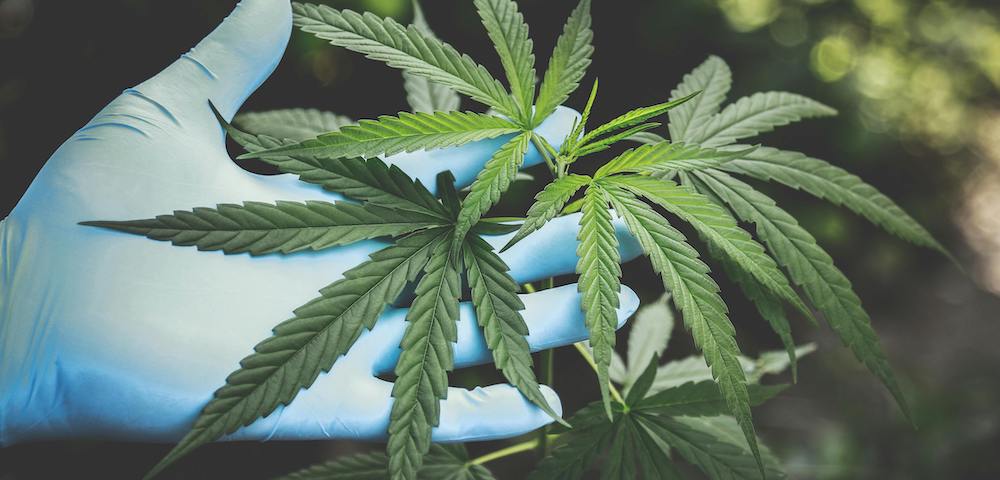 Drug Summit To Discuss Potential of Huge New Reforms for Cannabis Use