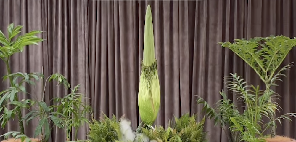Sydney’s Corpse Flower Expected To Bloom This Weekend