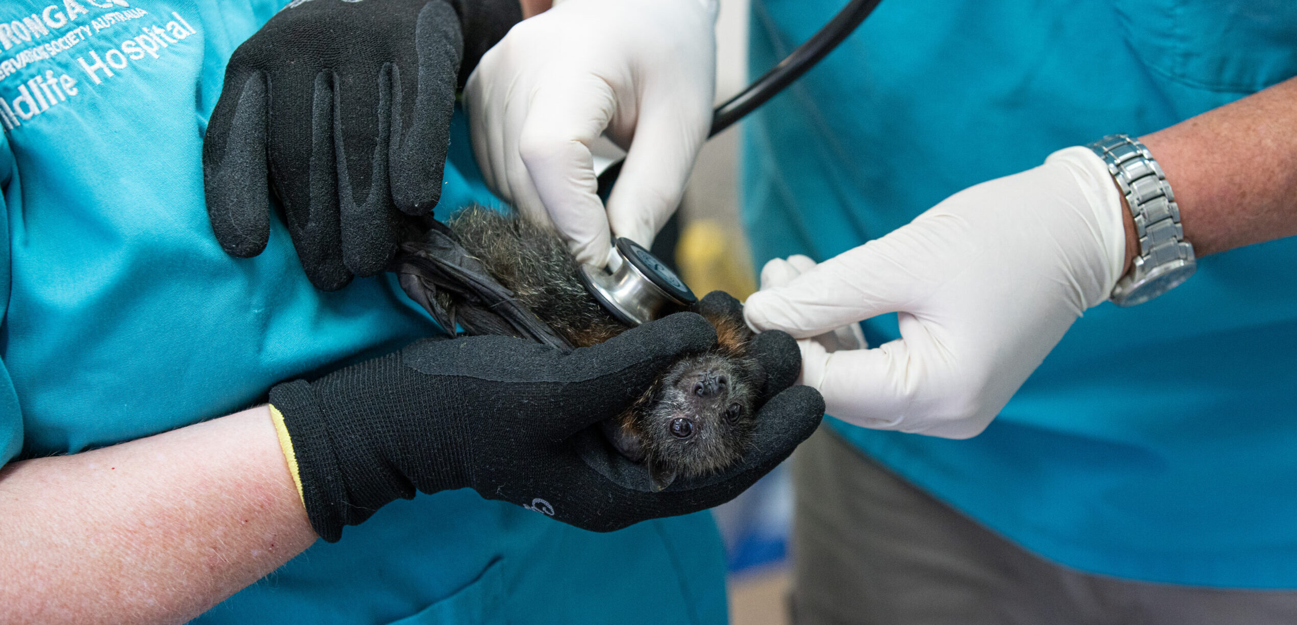New Taronga Wildlife Hospital to Help Heal, Protect and Teach