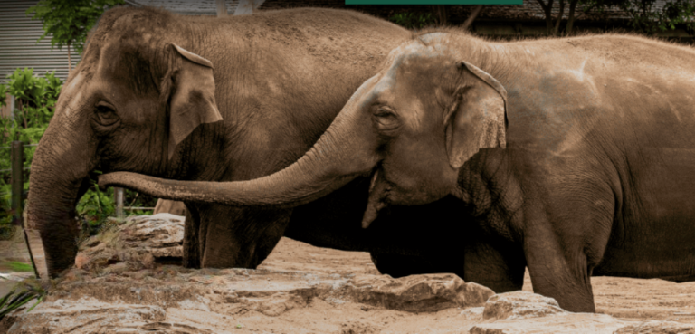 Taronga